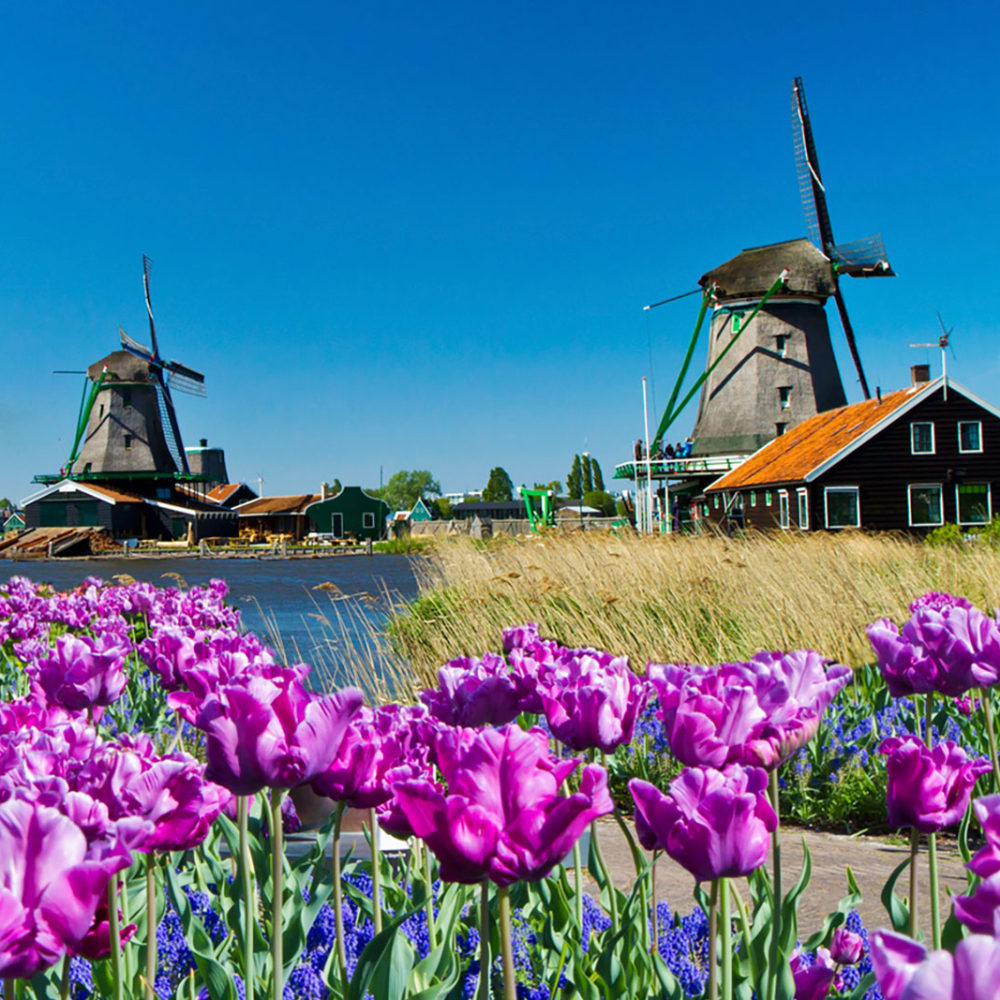 The Netherlands, Dutch windmills and tulips